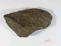 鯨骨藏品圖，第1張